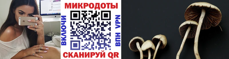 Купить  Белозерск  Псилоцибиновые грибы Psilocybe 